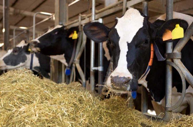 how to prevent milk rot