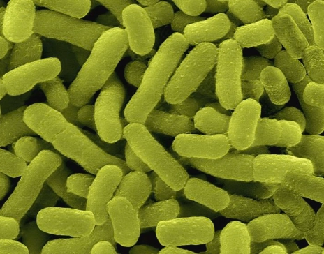 gum disease bacteria treatment gum disease bacteria treatment