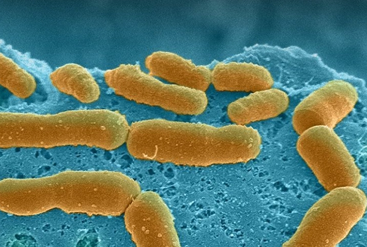 gum disease bacteria treatment gum disease bacteria treatment