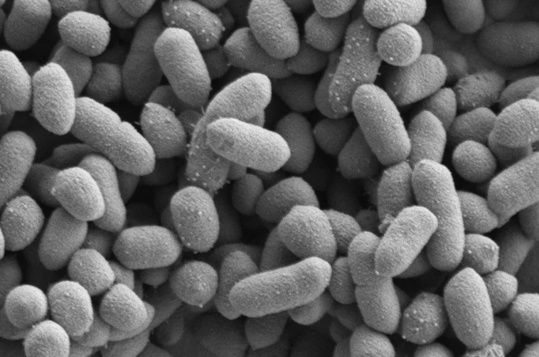 how to treat P. gingivalis how to treat P. gingivalis