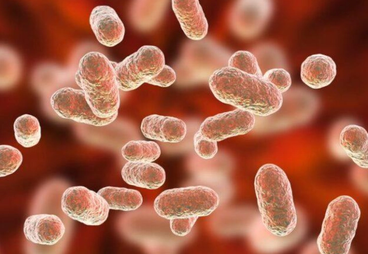 gum disease bacteria treatment gum disease bacteria treatment