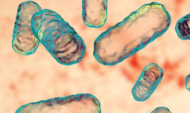 e-gingivalis oral bacteria