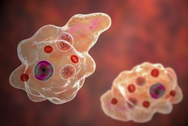 transmission of e-gingivalis